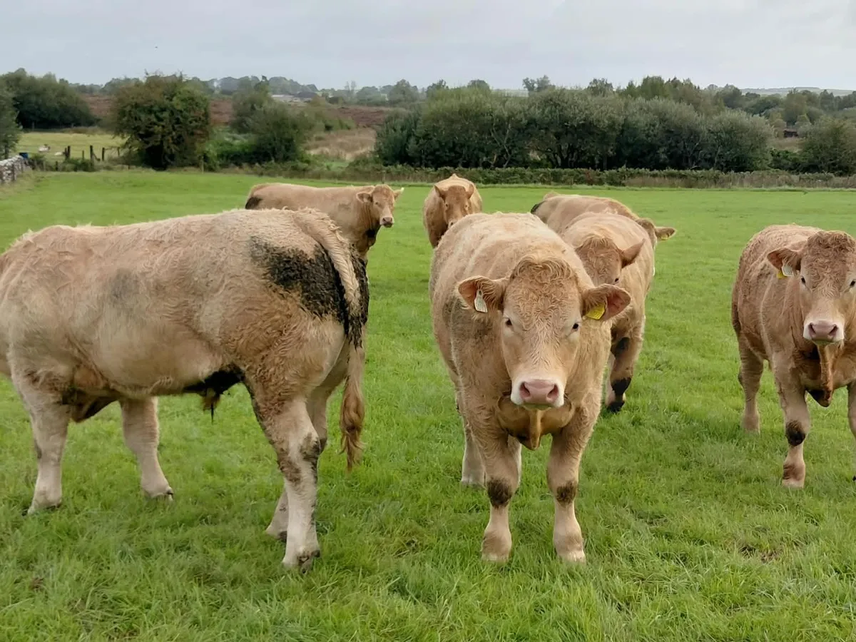 Cattle - Image 3