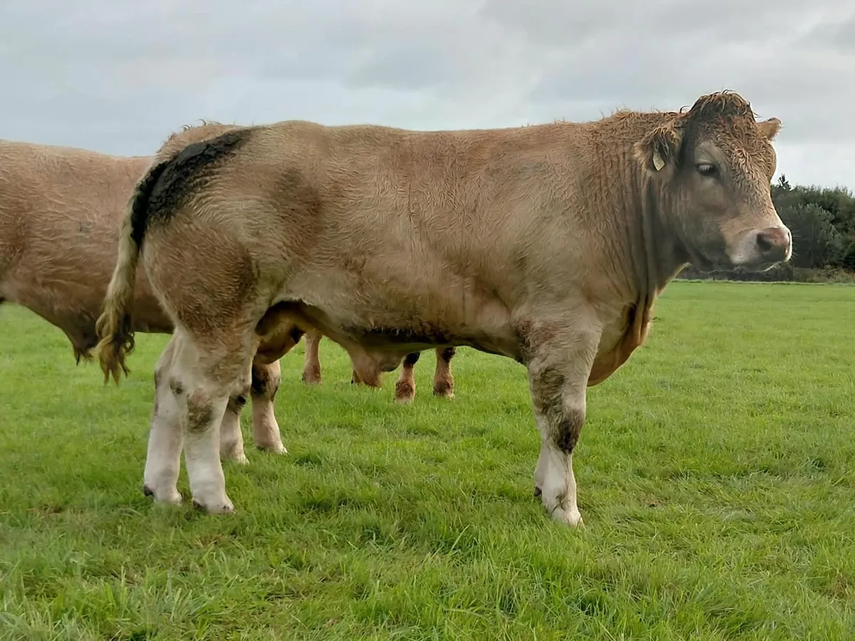 Cattle - Image 4