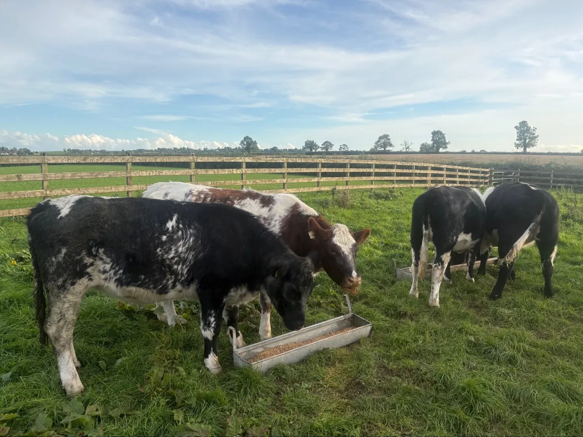 Incalf heifers - Image 1