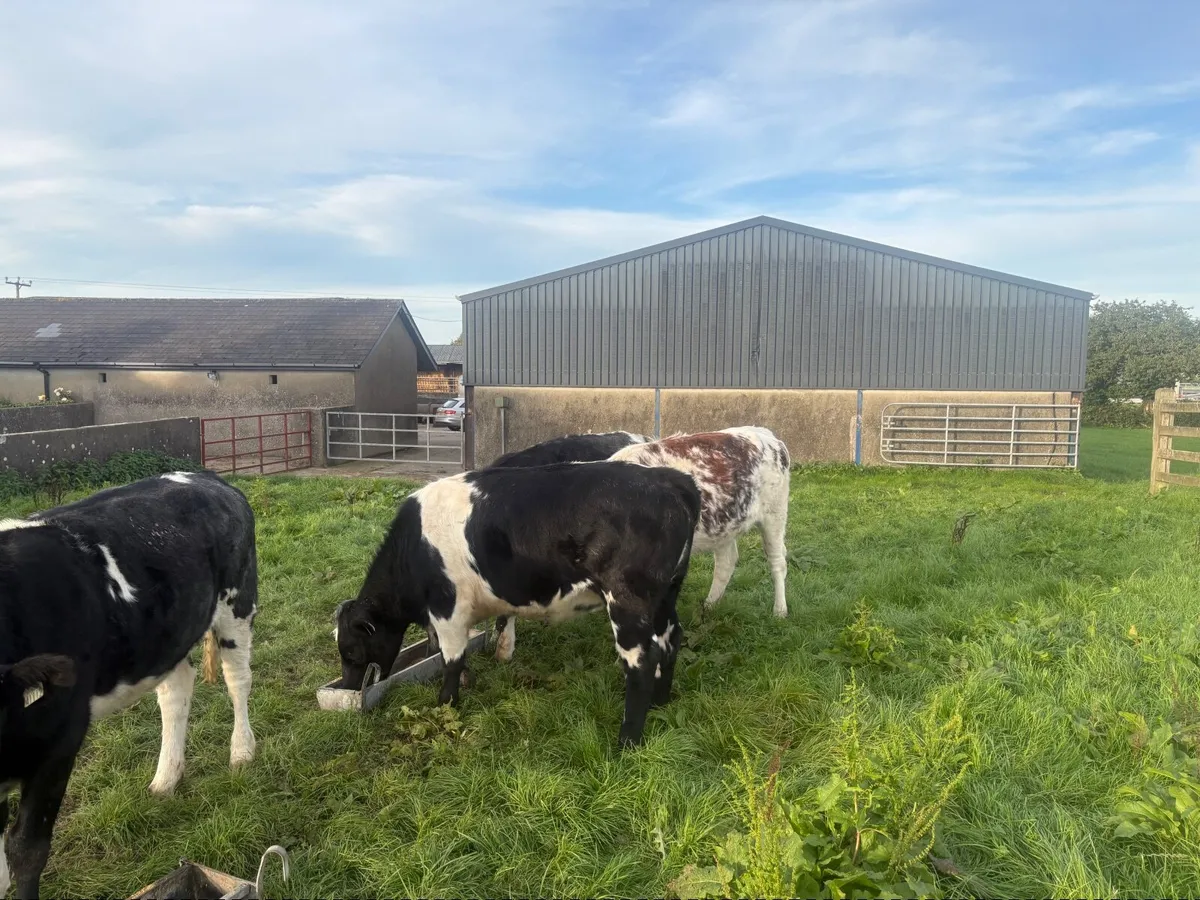Incalf heifers - Image 2