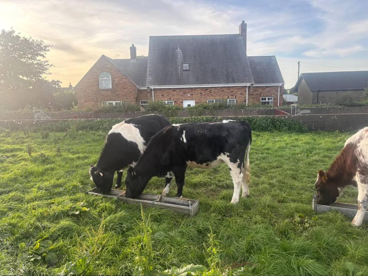 Incalf heifers - Image 3