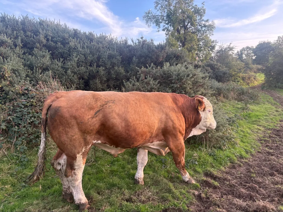 Incalf heifers - Image 4