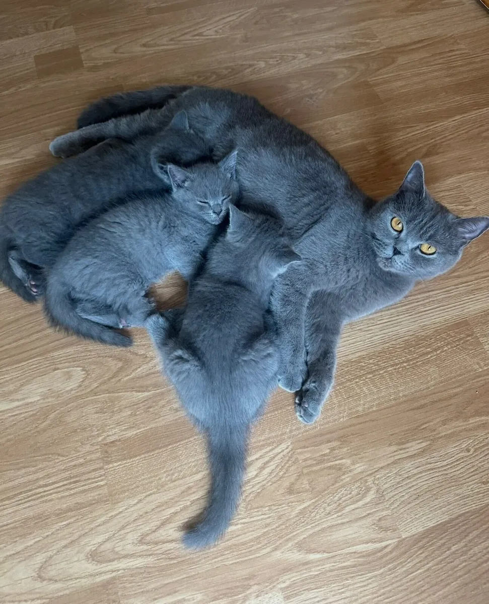 British Shorthair Kittens - Image 1