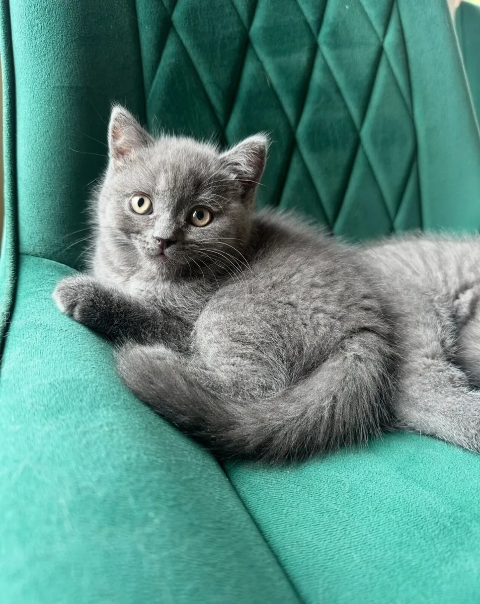 British Shorthair Kittens - Image 3