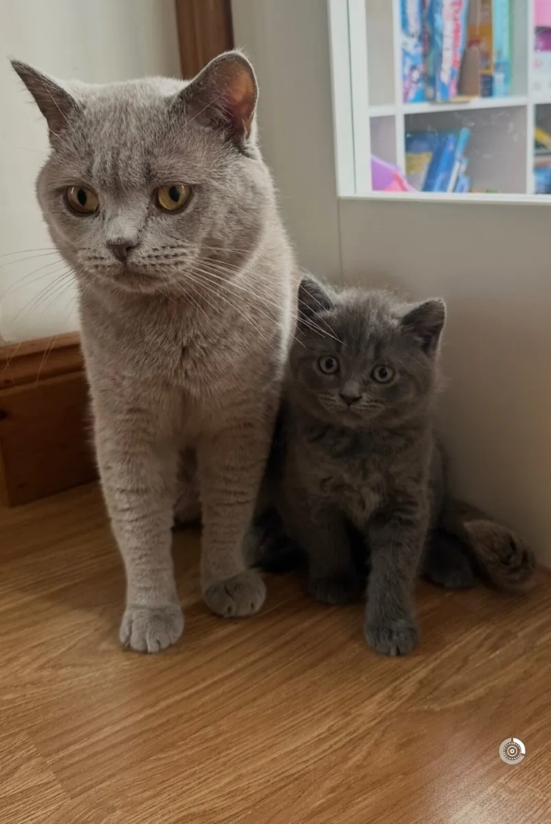 British Shorthair Kittens - Image 4