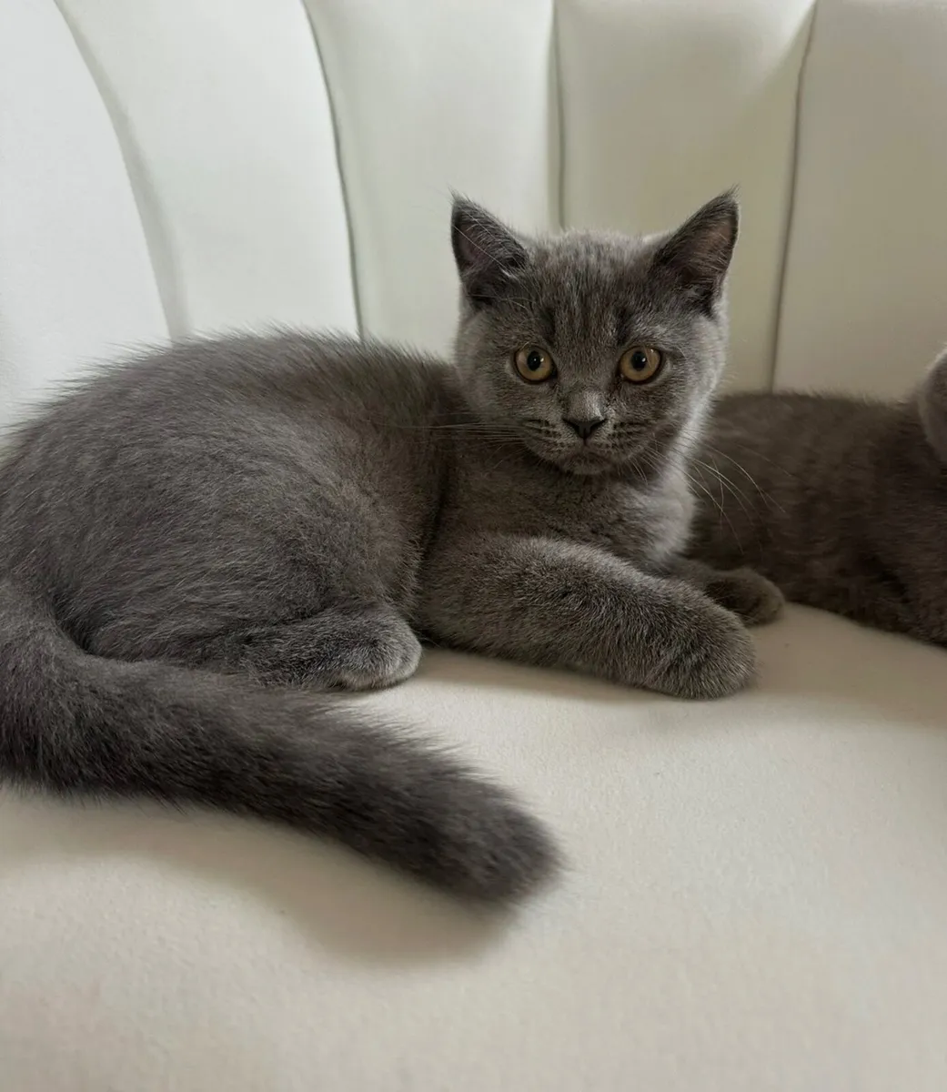 British Shorthair Kittens - Image 2