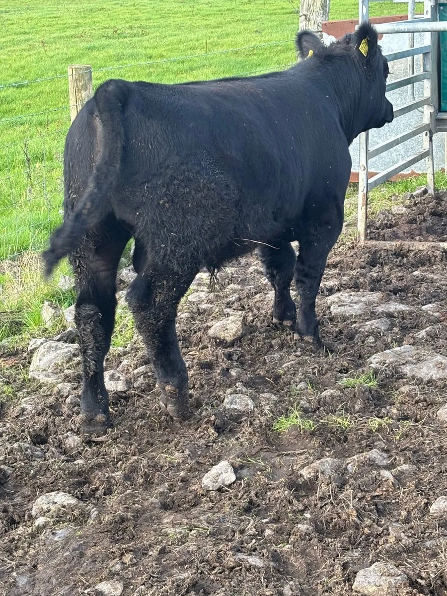 Purebred Aberdeen Angus Weanling Bull - Image 2