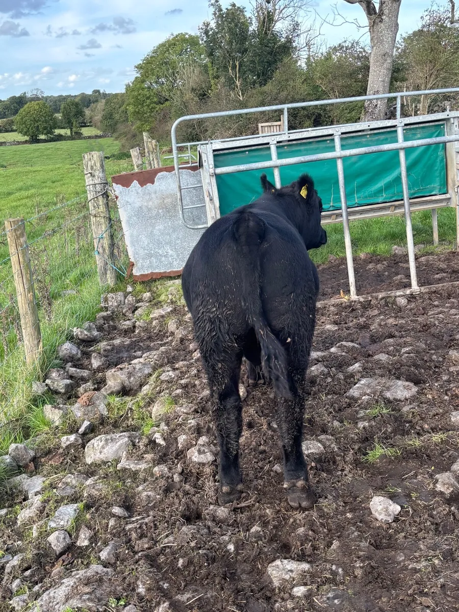 Purebred Aberdeen Angus Weanling Bull - Image 3