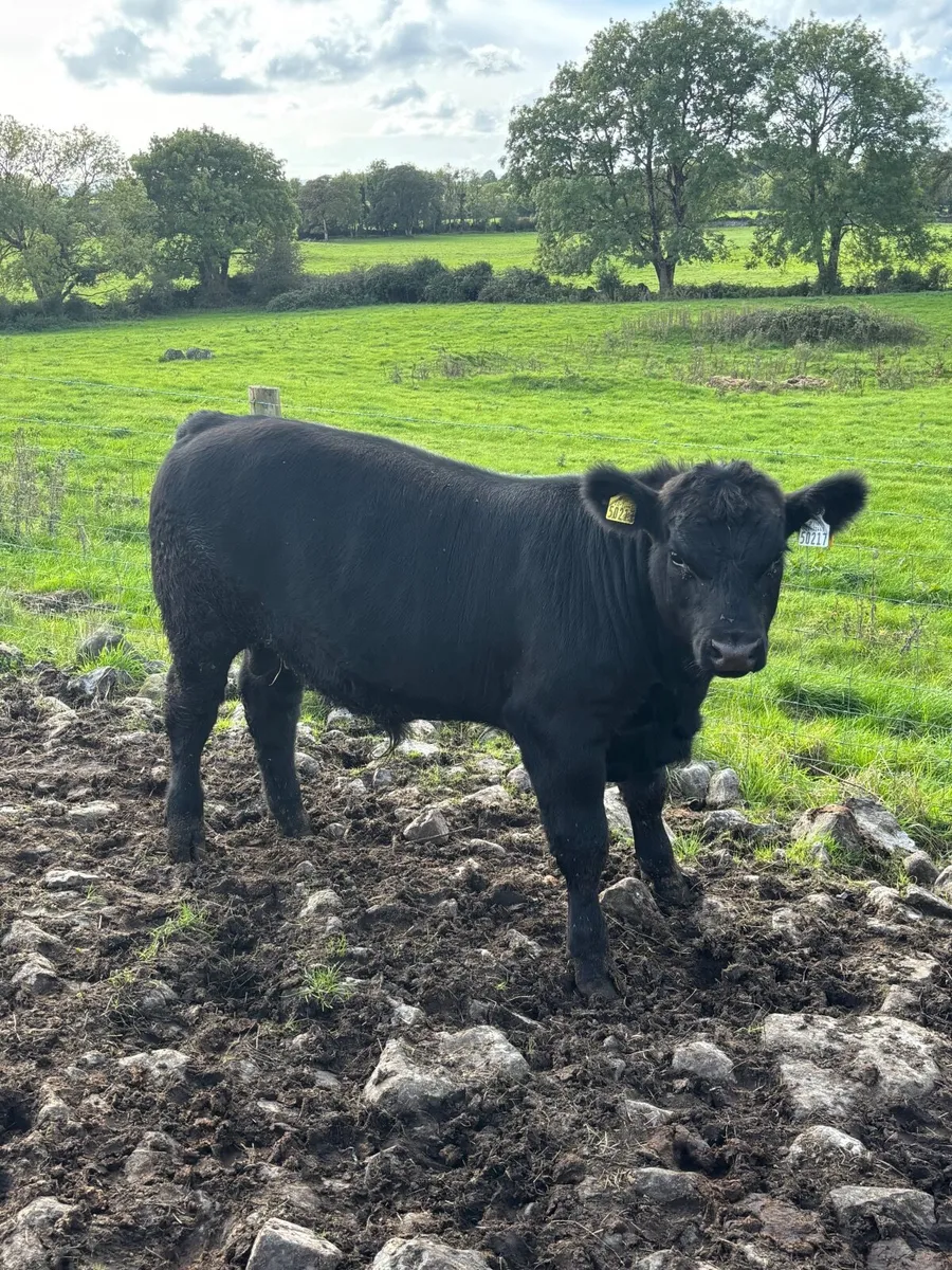 Purebred Aberdeen Angus Weanling Bull - Image 1