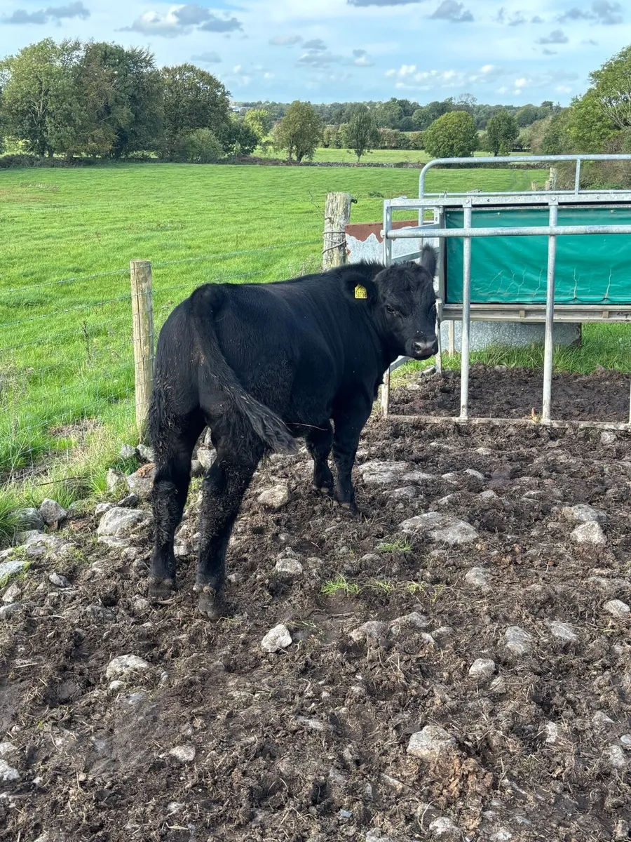 Purebred Aberdeen Angus Weanling Bull - Image 4