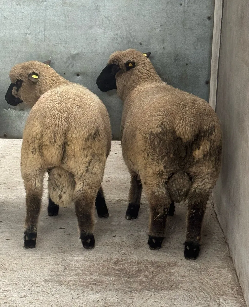 Shrophshire Rams - Image 2