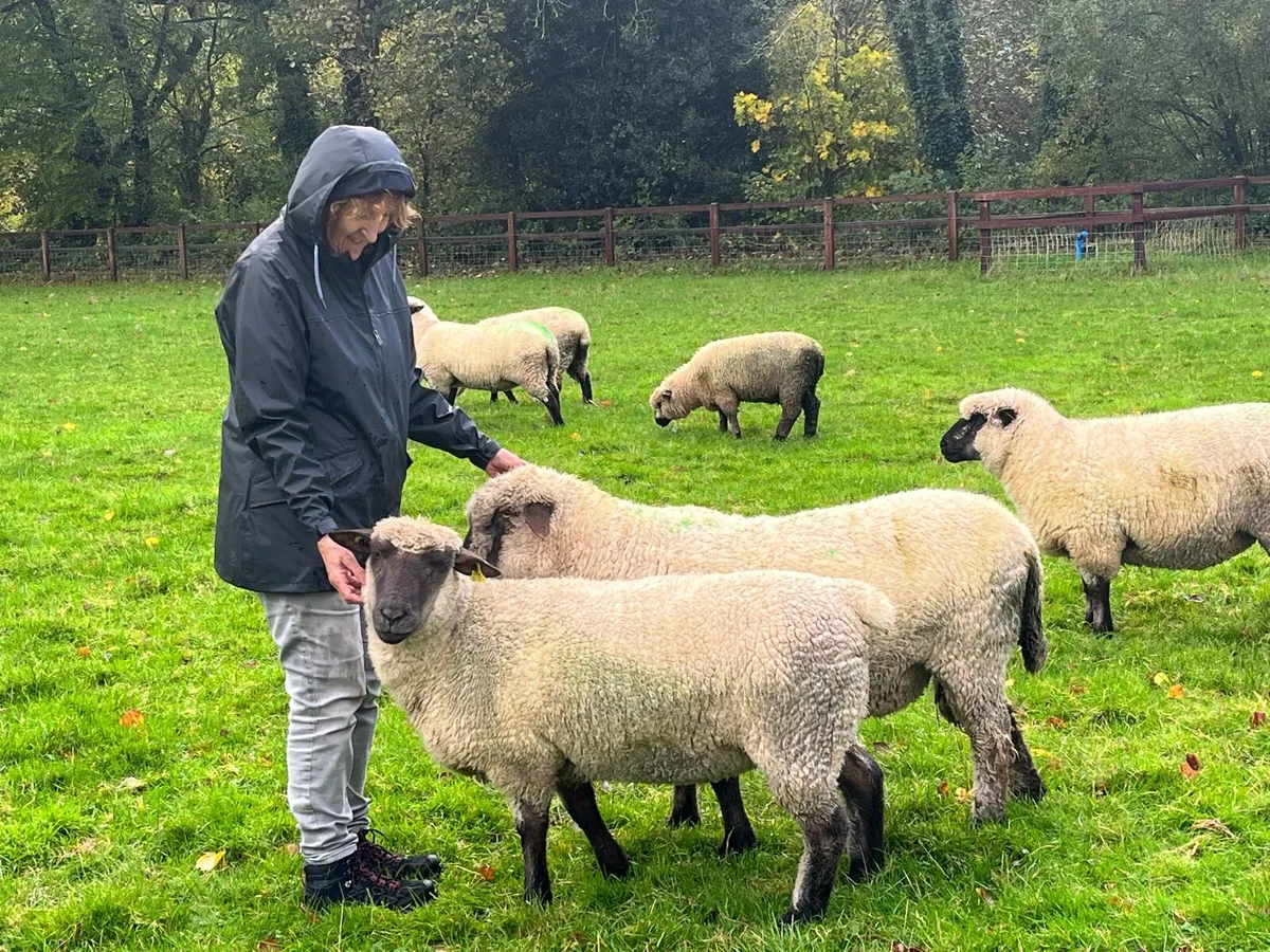 Shrophshire Rams - Image 3