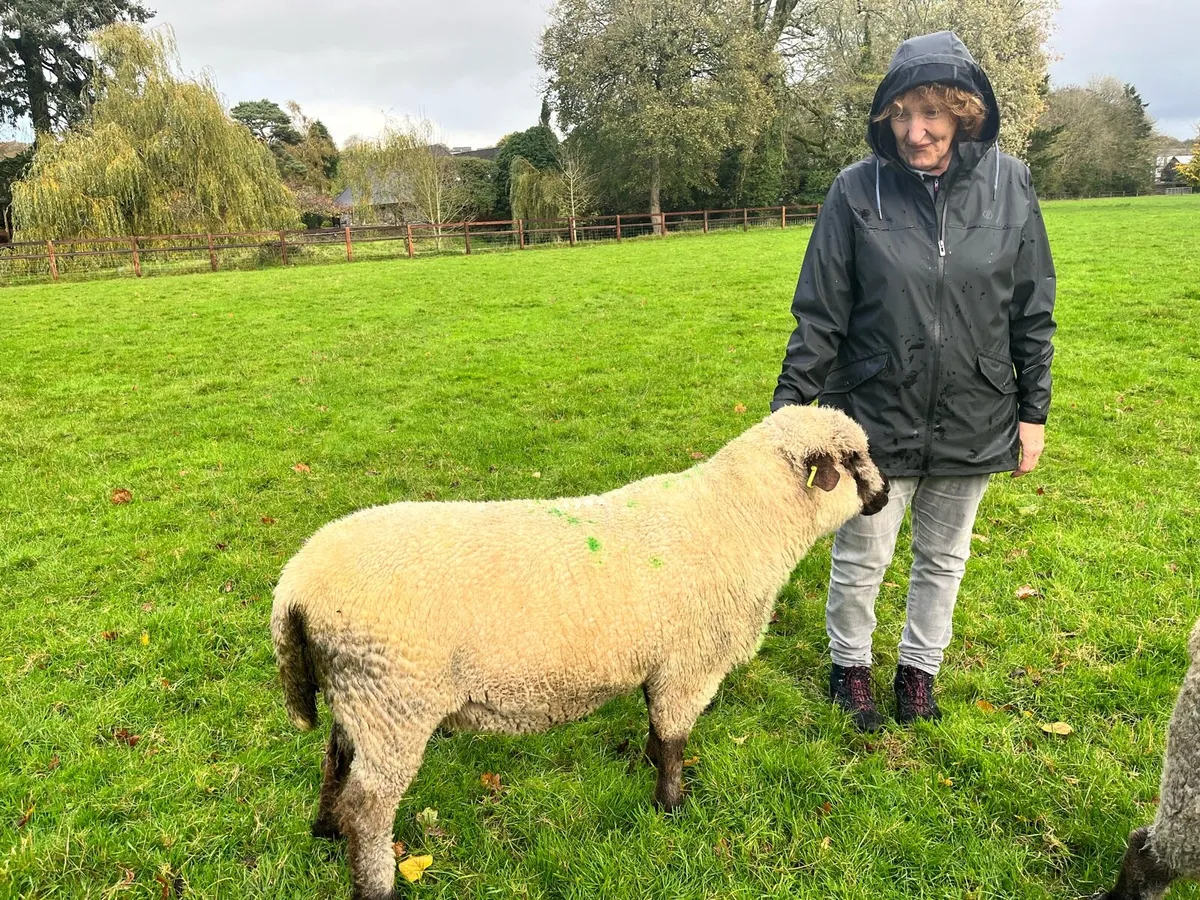 Shrophshire Rams - Image 4