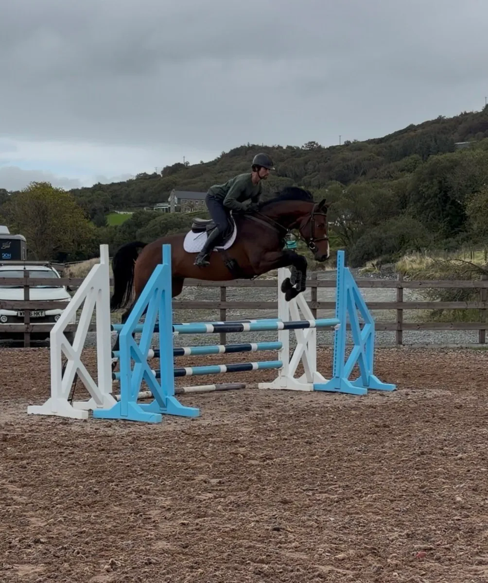 17.1h 4 yo gelding. hunter/ eventer - Image 1