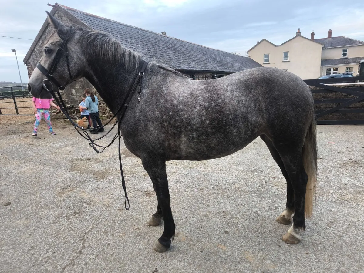Super pony for sale - Image 2