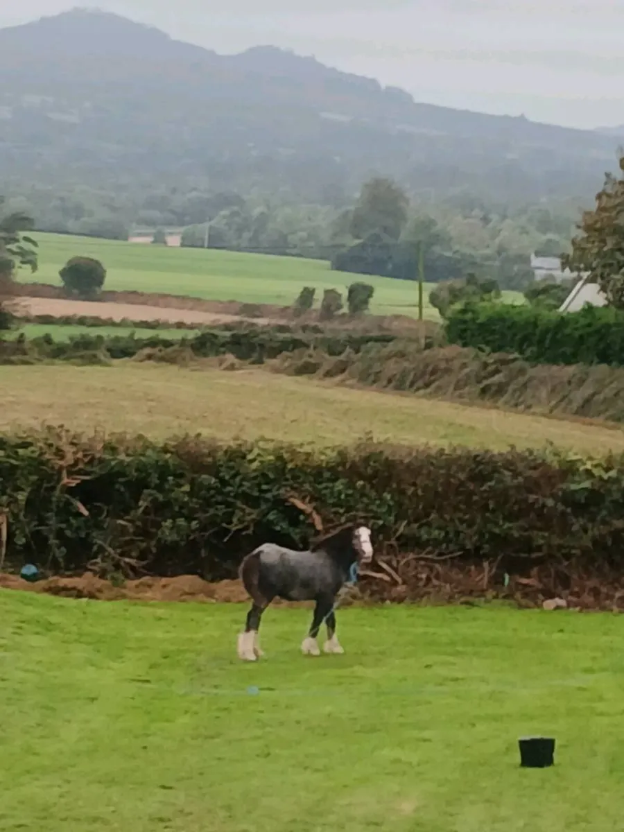 Colt foal - Image 1