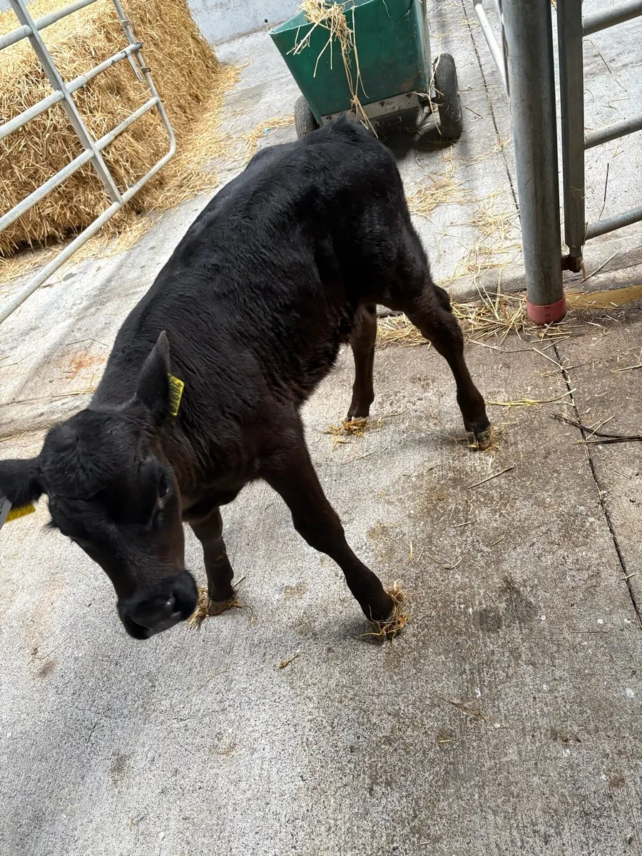 Aberdeen Angus calf - Image 1