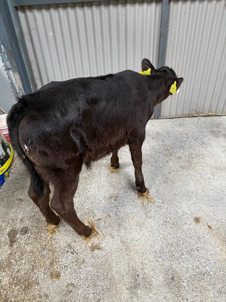 Aberdeen Angus calf - Image 2