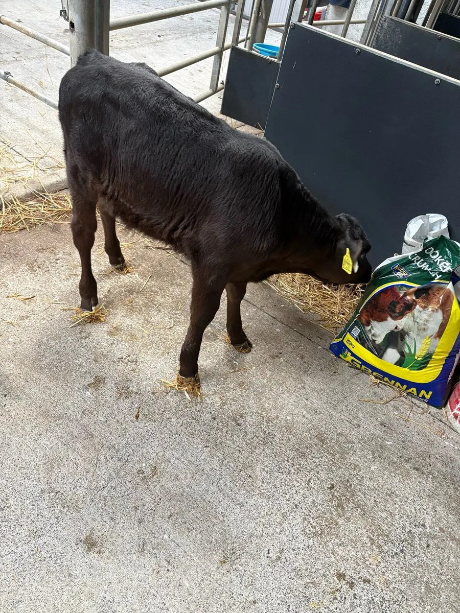 Aberdeen Angus calf - Image 3