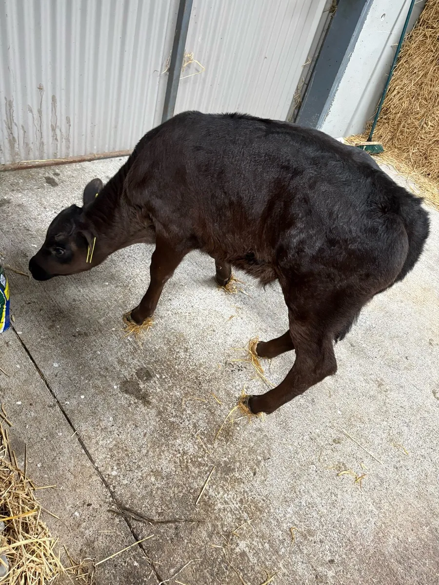 Aberdeen Angus calf - Image 4