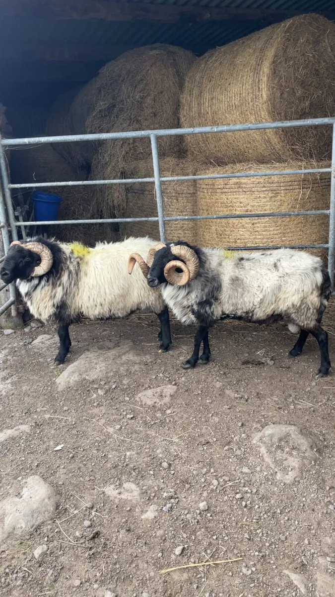 Mayo rams for sale - Image 3