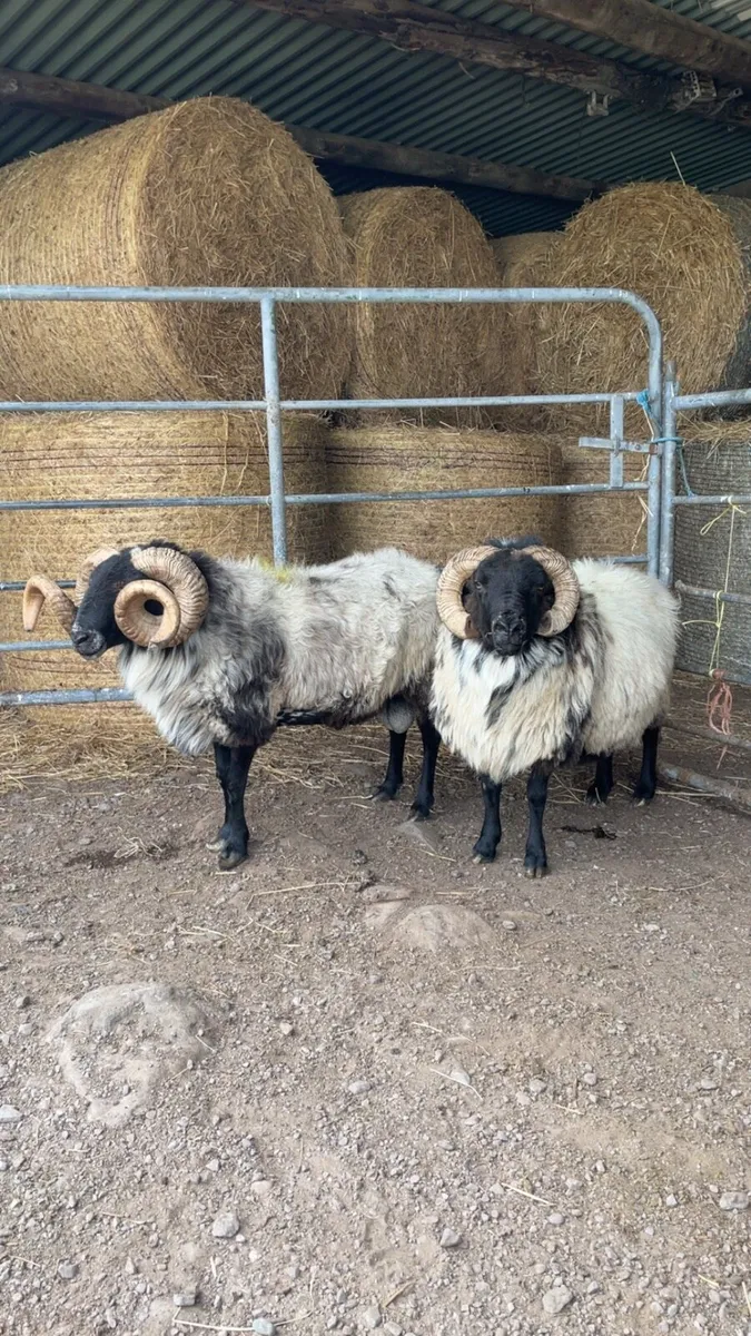 Mayo rams for sale - Image 1