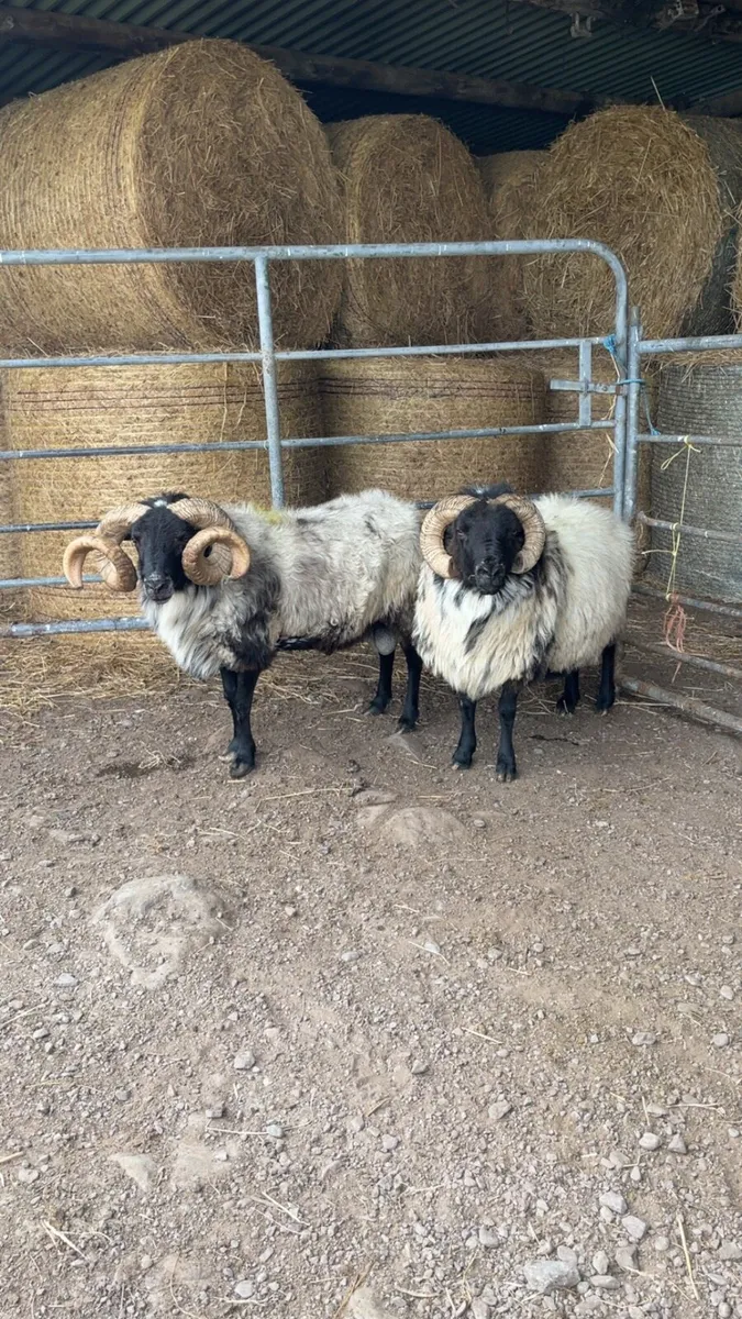 Mayo rams for sale - Image 2