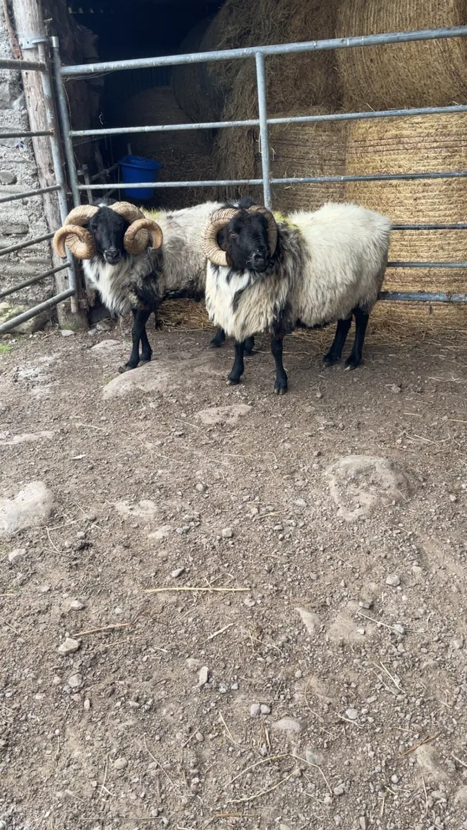 Mayo rams for sale - Image 4