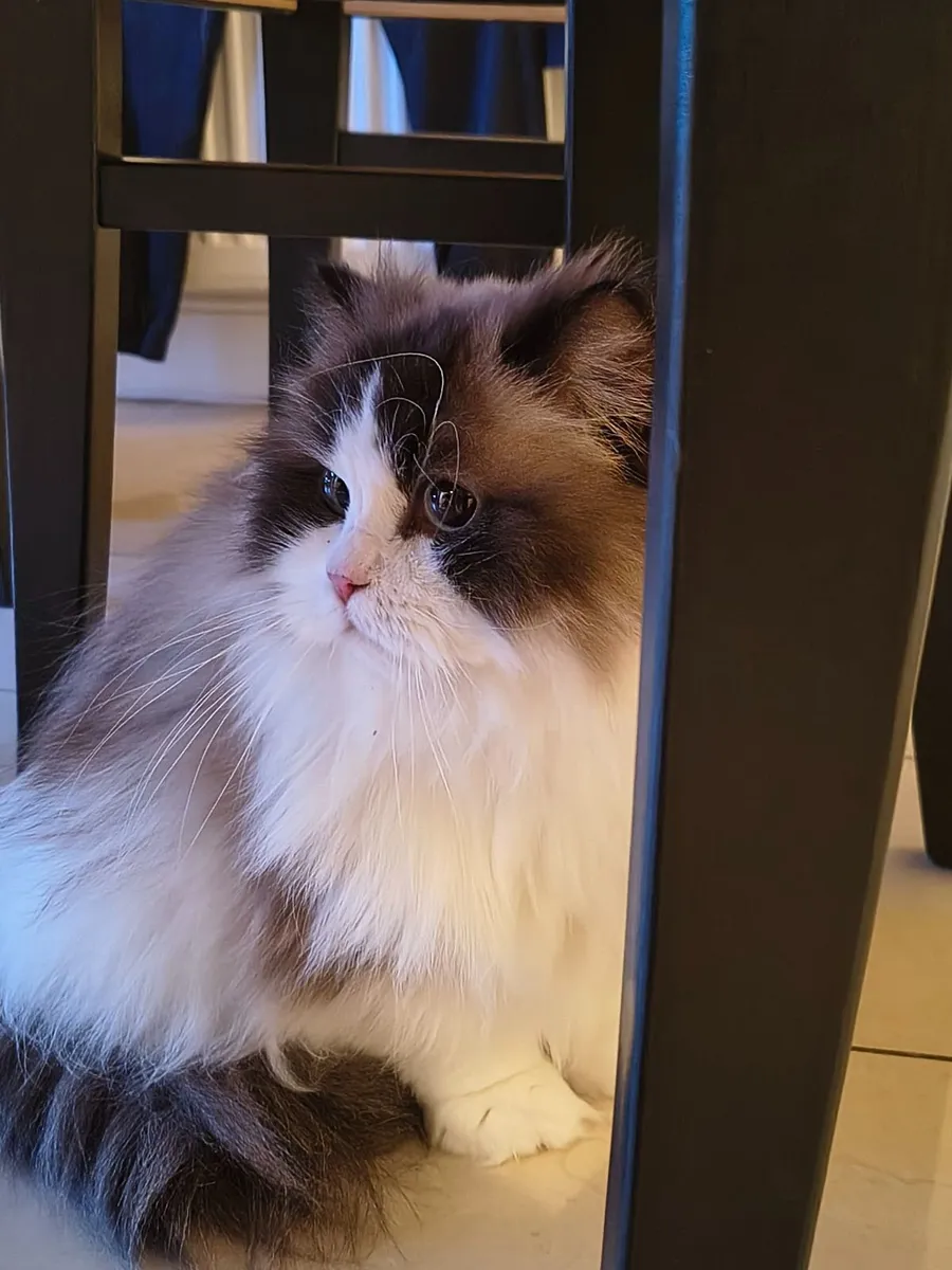Beautiful Purebred Female Ragdoll - Image 1