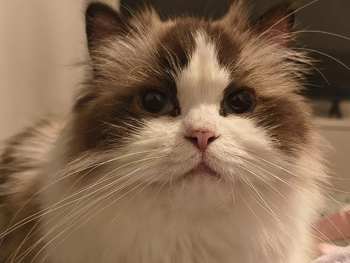 Beautiful Purebred Female Ragdoll - Image 2
