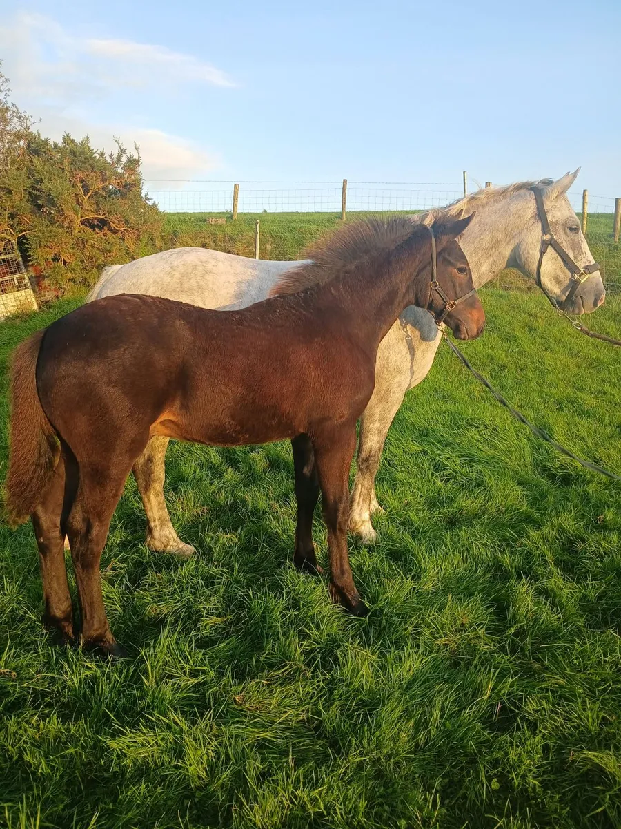 Stunning Registered Irish Draught Colt Foal - Image 2