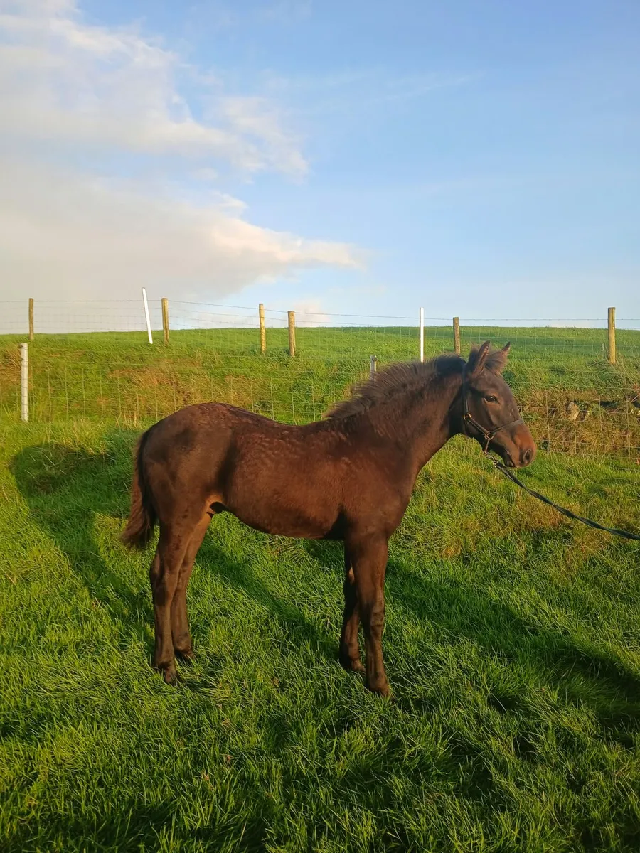 Stunning Registered Irish Draught Colt Foal - Image 4