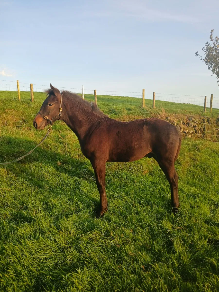 Stunning Registered Irish Draught Colt Foal - Image 3