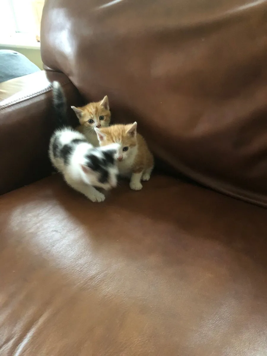 Kittens - Image 3