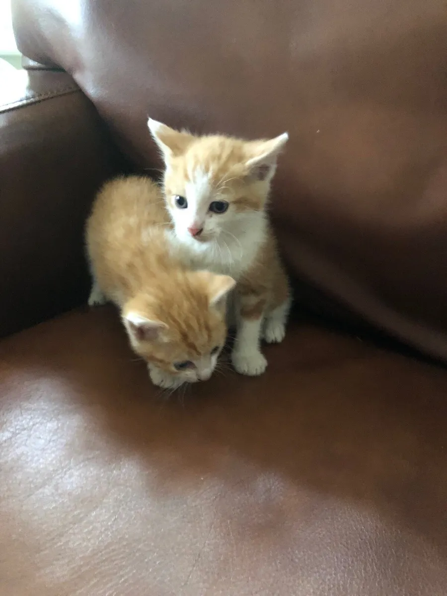 Kittens - Image 4
