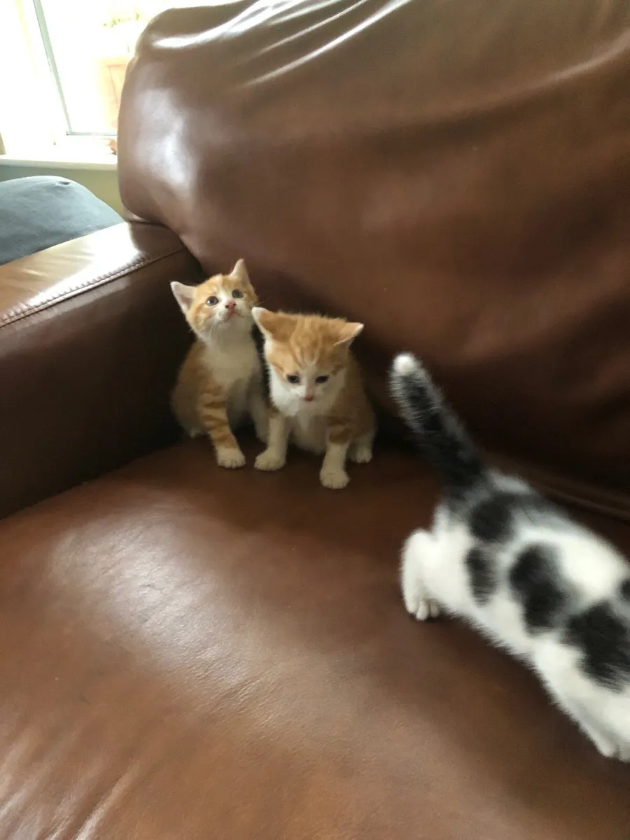 Kittens - Image 1