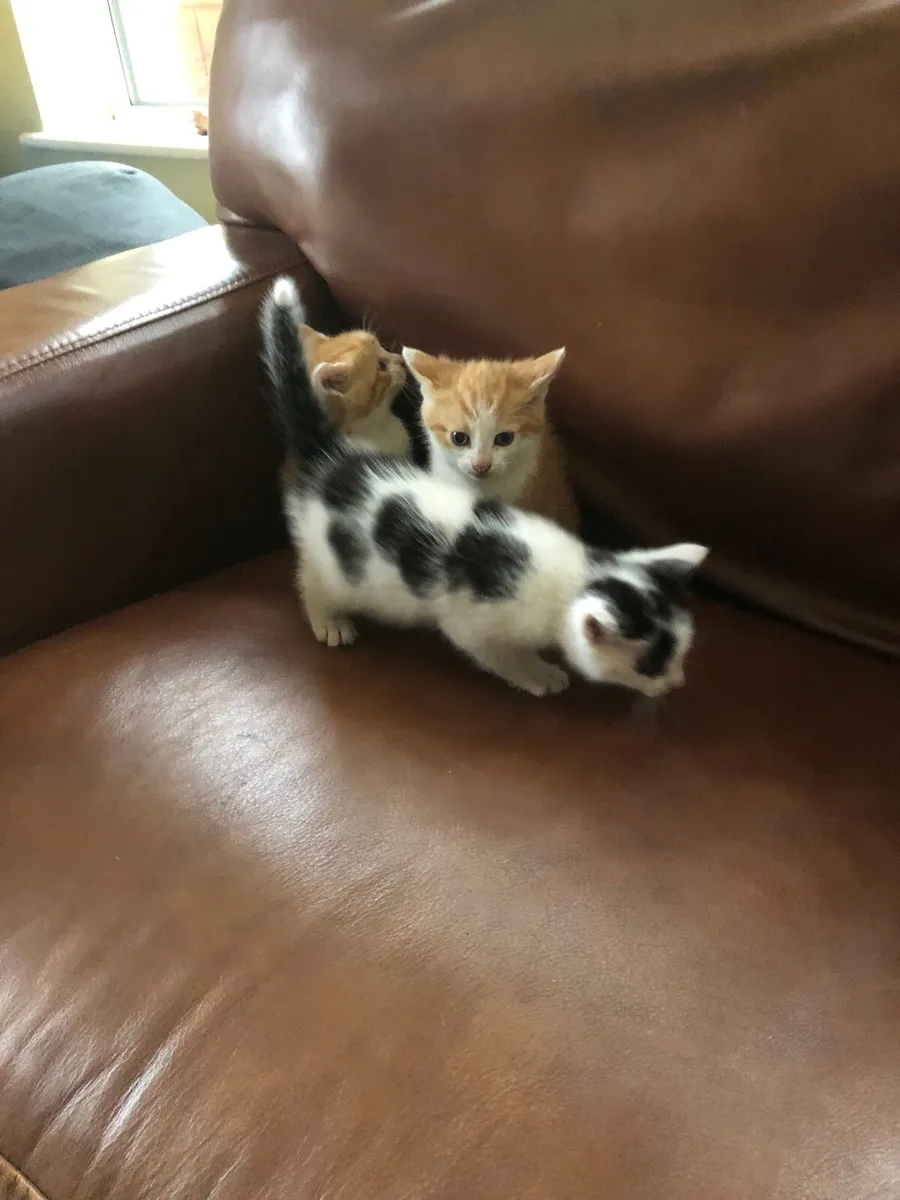Kittens - Image 2