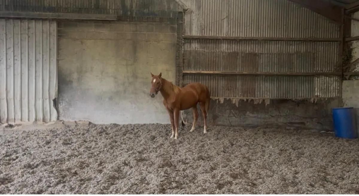 Yearling Filly - Image 2