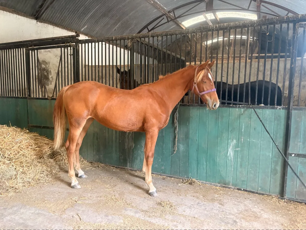 Yearling Filly - Image 1