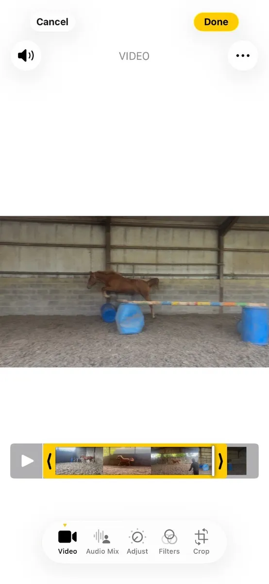 Yearling Filly - Image 3
