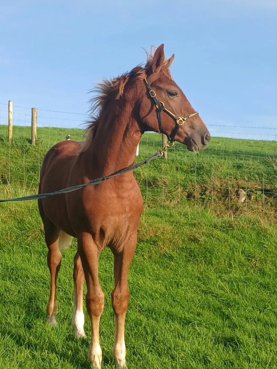 Irish Draught Filly Foal - Image 4