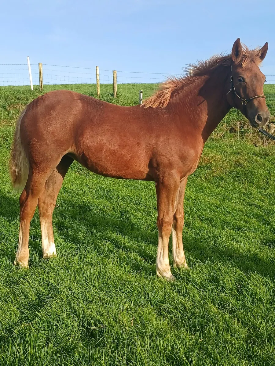 Irish Draught Filly Foal - Image 2