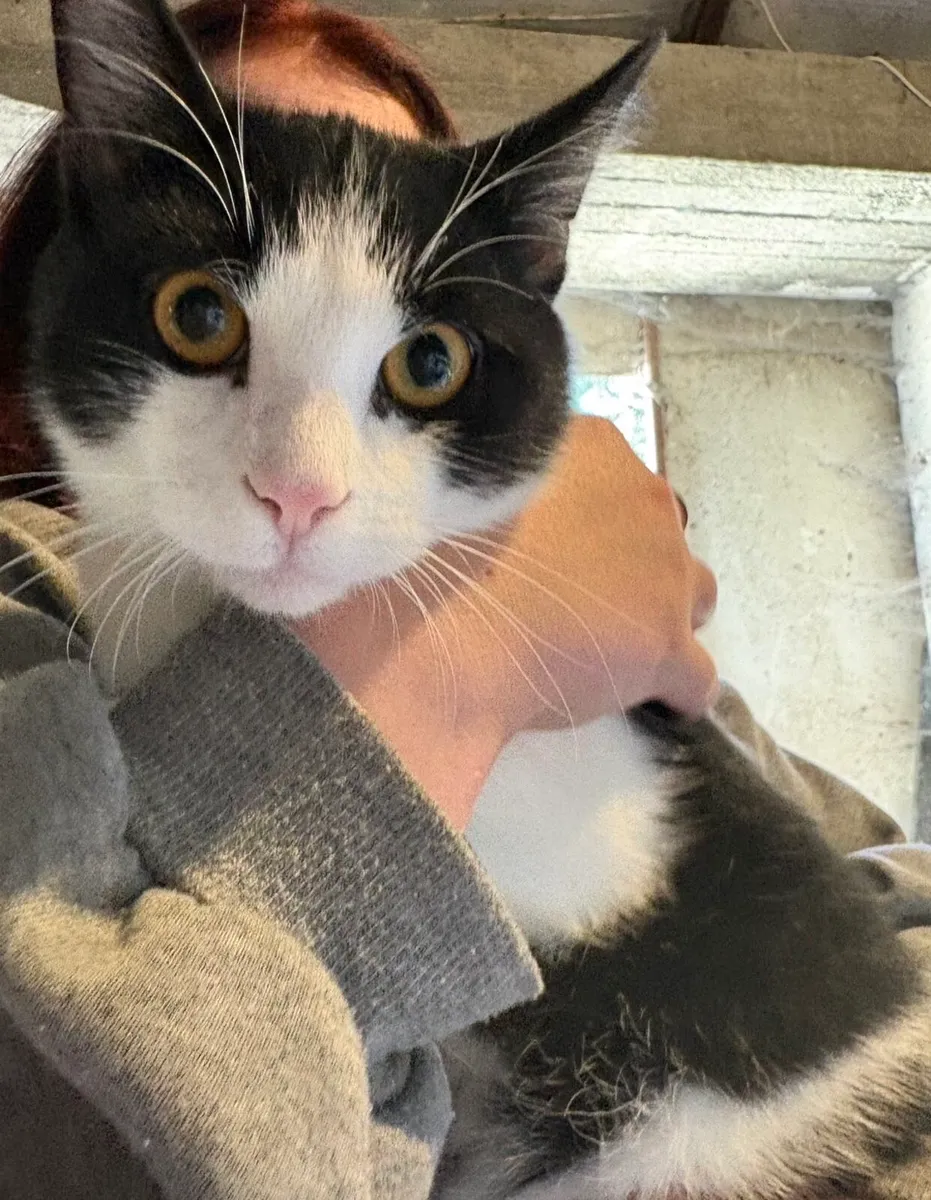 4 month old Cats - Image 1