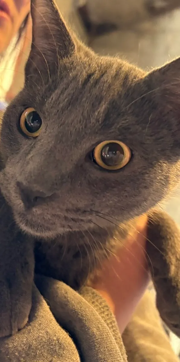 4 month old Cats - Image 2