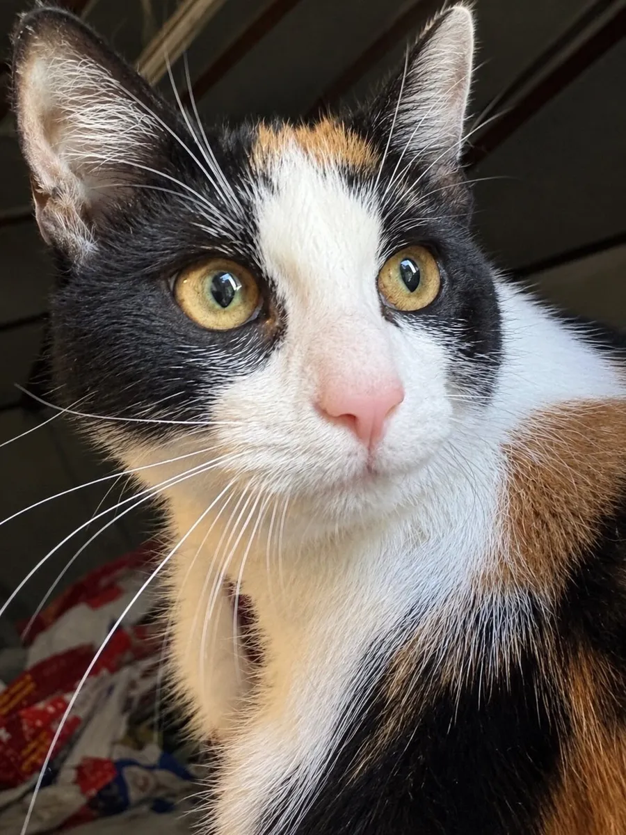 4 month old Cats - Image 3