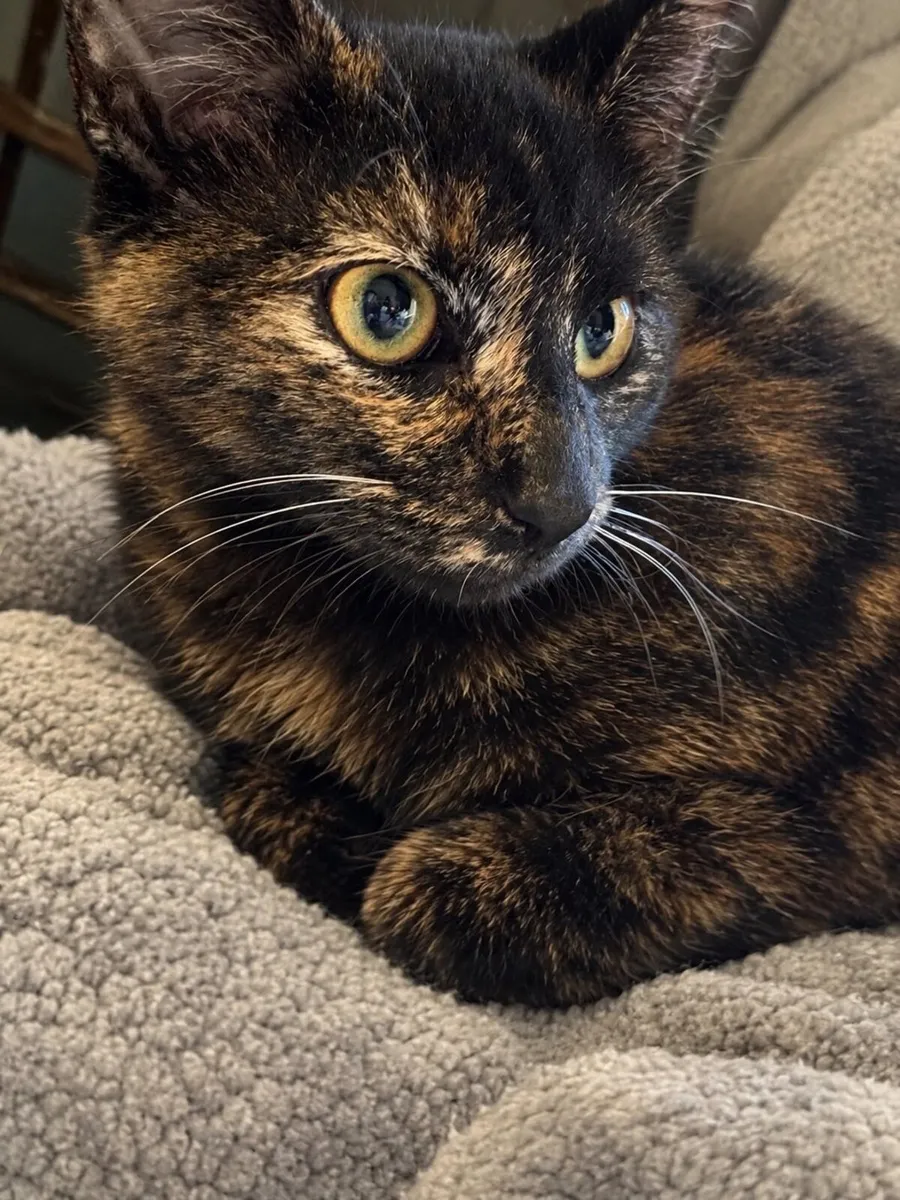 4 month old Cats - Image 4