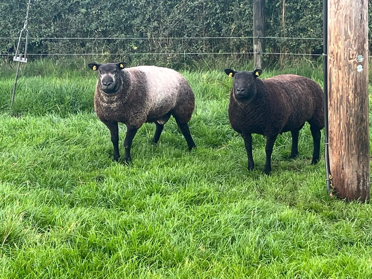 Blue texel ram lambs - Image 2