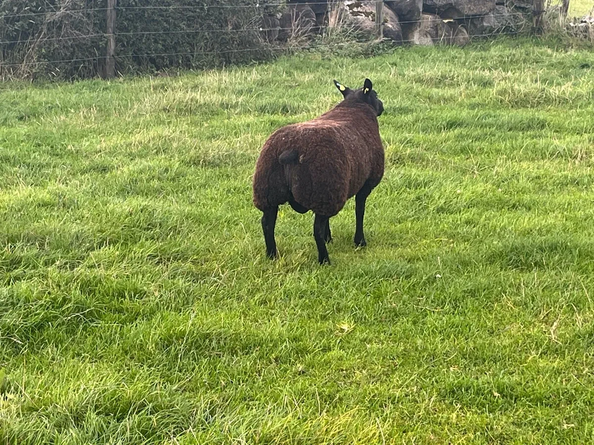 Blue texel ram lambs - Image 3