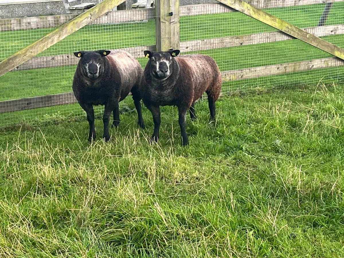 Blue texel ram lambs - Image 4