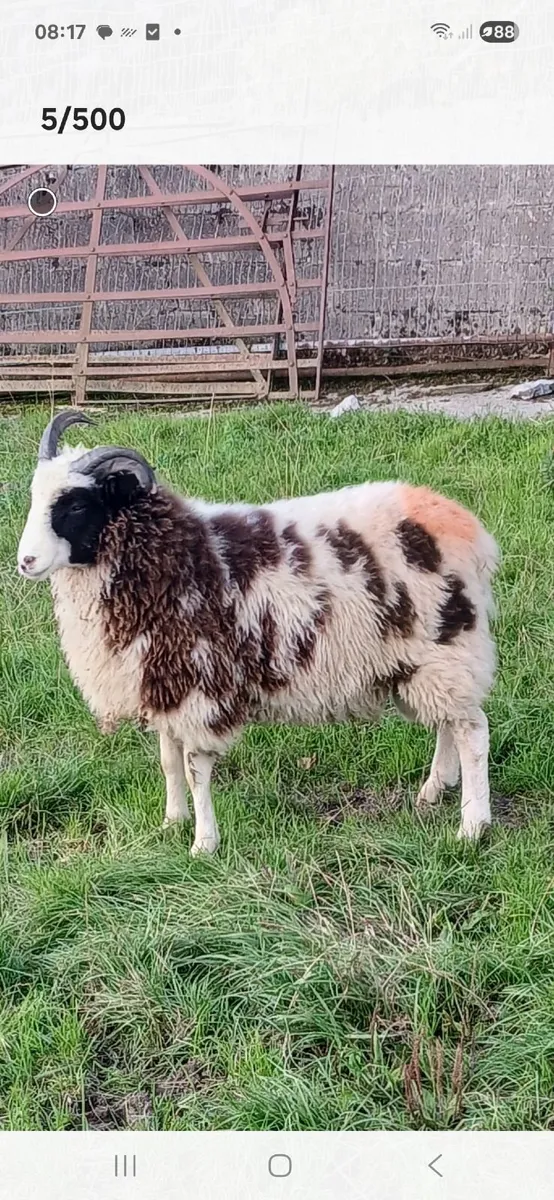 Jacob Sheep - Image 1